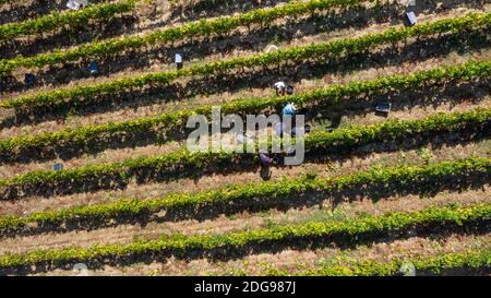 Les agriculteurs à la récolte, la collecte de raisins pour l'industrie du vin Banque D'Images