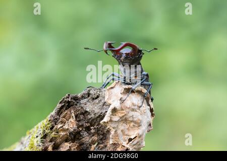 Maennlicher Hirschkaefer, Lucanus cervus, scarabée mâle Banque D'Images