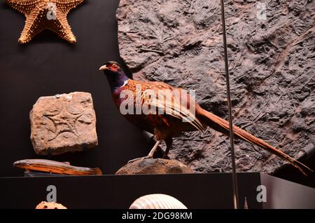 Vue sur l'intérieur du musée Senckenberg de Francfort Banque D'Images