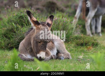 Un poulain d'âne brun doux prend un repos bien mérité parmi la verdure verdoyante du parc national de la Nouvelle forêt. Banque D'Images