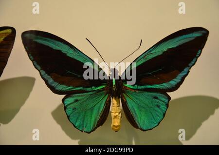 Vue sur l'intérieur du musée Senckenberg de Francfort Banque D'Images