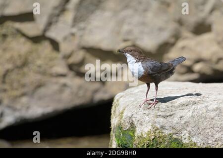 Eurasische Wasseramsel, Cinclus inclues, balancier à gorge blanche Banque D'Images