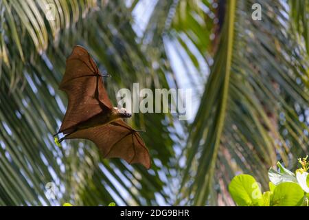 Flughund, Pteropus medius, renard volant Banque D'Images