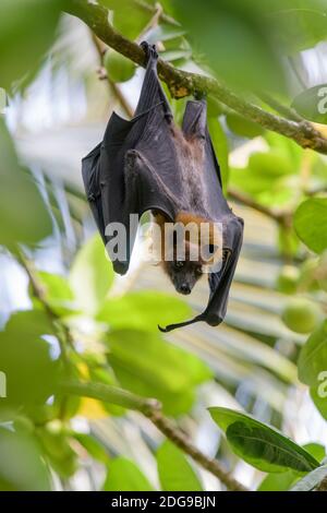 Flughund, Pteropus medius, renard volant Banque D'Images