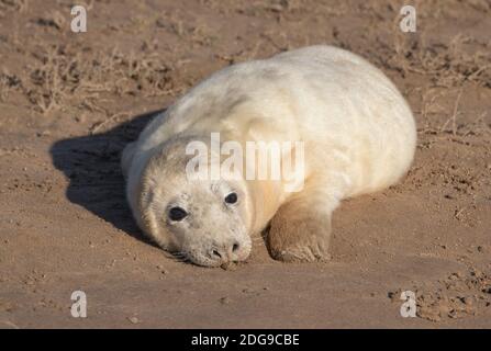 Seal Pup, Donna NOOK, Lincolnshire Banque D'Images