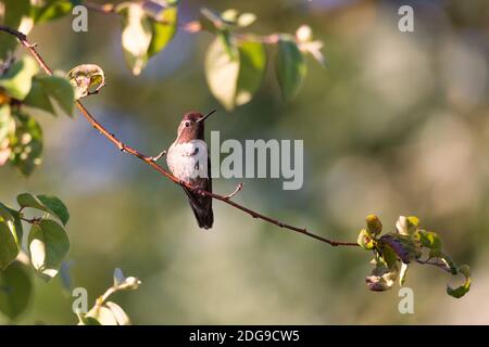 Colibri d'Anna perché dans un arbre, Californie Banque D'Images