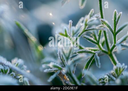 Herbe verte dans le givre. Magnifique fond lumineux des premières gelées du matin. Macrophotographie de glaçons de gel sur les feuilles. Concept de l'arrivée Banque D'Images