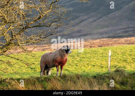 Bélier de Swaledale à Marshaw, Lancaster, Lancashire. Crédit : John Eveson/Alamy Live News Banque D'Images