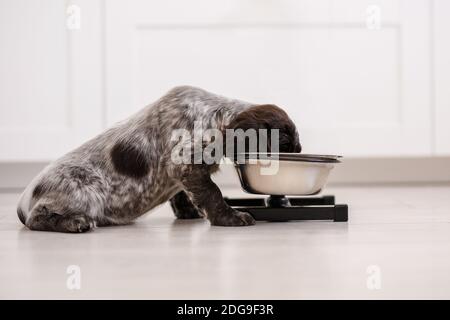 Anglais Cocker spaniel chiot mangeant de la nourriture pour chien et de l'eau potable en bol en céramique Banque D'Images