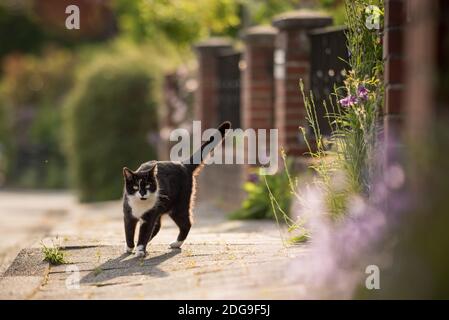 chat domestique de shorthair noir et blanc marchant sur le soleil trottoir à côté des fleurs Banque D'Images