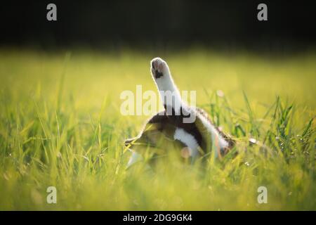 Chat noir et blanc lui-même dans l'herbe haute de nettoyage Banque D'Images