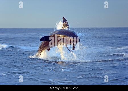 Der Weisse Hai (Carcharodon carcharias), nach Beute jagend, Seal Island, False Bay, Simons Town BEI Kapstadt, West Kap, Western Cape, Südafrika, Afrik Banque D'Images