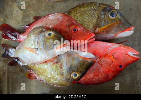 Frisch gefangene Fische zum Verkauf, Fischmarkt Sir Selwyn Selwyn-Clarke im Markt, Victoria, île de Mahé, Seychellen Frisch gefangene SIF Banque D'Images