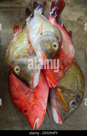 Frisch gefangene Fische zum Verkauf, Fischmarkt Sir Selwyn Selwyn-Clarke im Markt, Victoria, île de Mahé, Seychellen Frisch gefangene SIF Banque D'Images