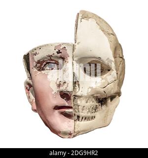 Anatomie modèle de tête humaine isolé Banque D'Images