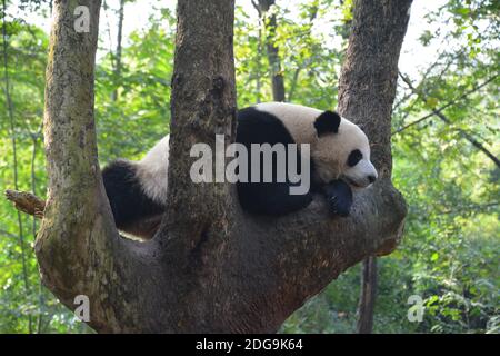 un panda géant prend un clin d'œil sur l'arbre dans le soleil après-midi Banque D'Images