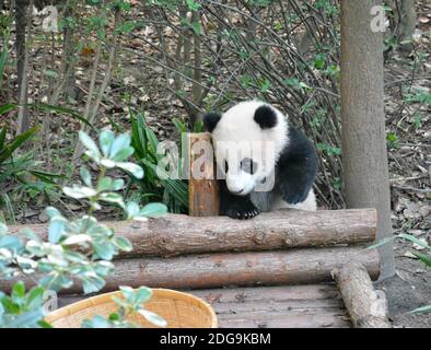 petit panda de bébé grimpant sur le bois Banque D'Images