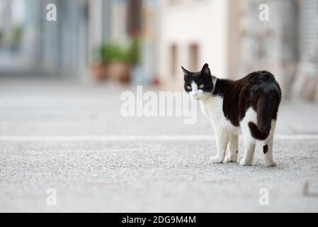 Chat domestique noir et blanc se tenant sur la voie piétonne en regardant l'arrière sur l'épaule à Port de Soller, Majorque Banque D'Images