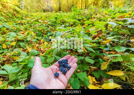 Baies mûres les mûres sauvages récoltées dans la forêt d'automne se trouvent sur la paume Banque D'Images