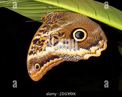 Hibou papillon (Caligo sp., famille des Brassolidae) rôtisant sous une feuille la nuit dans le sous-étage de la forêt tropicale près de Puerto Quito, dans l'ouest de l'Équateur. Banque D'Images