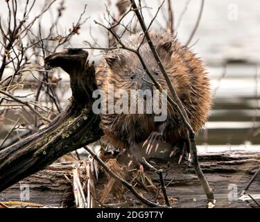 Photos de banque de muskrat. Rat musqué sur une bûche affichant sa fourrure brune humide, avec un fond d'eau floue dans son environnement et son habitat. Image. Image Banque D'Images