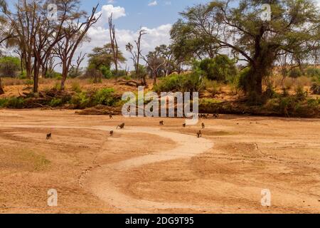Troupe de babouin d'olive ou d'anubis (Papio anubis) sur la rivière Ewaso ng'iro, réserve nationale de Samburu, Kenya, Afrique. Paysage avec de grands arbres le long de la rivière Banque D'Images