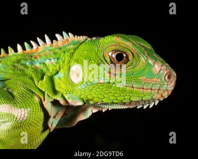 Iguana vert juvénile (Iguana iguana) Dans la forêt tropicale des basses terres près de Puerto Quito dans l'ouest de l'Equateur Banque D'Images