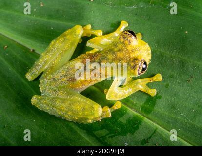 Grenouille de Cochran à pois blancs (Sachatamia albomaculata). Sur une feuille à côté d'une rivière dans la forêt tropicale près de Puerto Quito dans l'ouest de l'Equateur Banque D'Images