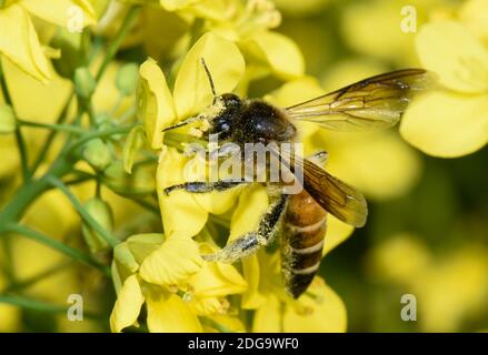 Barpeta, Assam, Inde. 8 décembre 2020. Abeille collectant le nectar et le pollen des fleurs de moutarde. Crédit : David Talukdar/ZUMA Wire/Alay Live News Banque D'Images