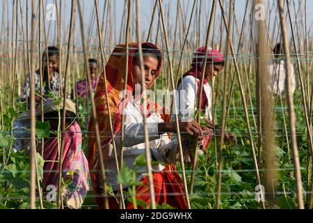 Barpeta, Assam, Inde. 8 décembre 2020. Agriculteur travaillant dans une ferme de concombres, dans le district de Barpeta d'Assam.120 jours de l'ensemencement à la récolte du concombre produisent le plus grand rendement de 80-100 MT de fruits par acre. Crédit : David Talukdar/ZUMA Wire/Alay Live News Banque D'Images