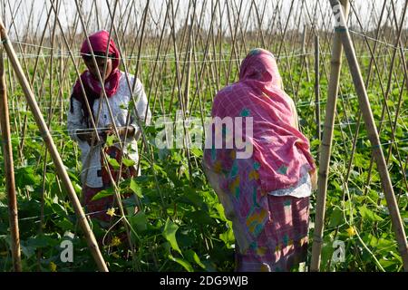 Barpeta, Assam, Inde. 8 décembre 2020. Agriculteur travaillant dans une ferme de concombres, dans le district de Barpeta d'Assam.120 jours de l'ensemencement à la récolte du concombre produisent le plus grand rendement de 80-100 MT de fruits par acre. Crédit : David Talukdar/ZUMA Wire/Alay Live News Banque D'Images