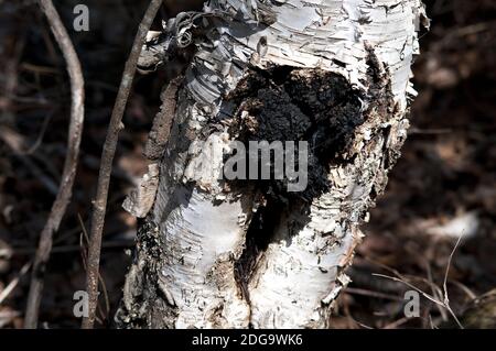 Chaga Mushroom poussant sur le côté d'un bouleau dans la forêt. Image. Image. Portrait. Banque D'Images