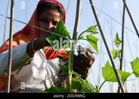 Barpeta, Assam, Inde. 8 décembre 2020. Agriculteur travaillant dans une ferme de concombres, dans le district de Barpeta d'Assam.120 jours de l'ensemencement à la récolte du concombre produisent le plus grand rendement de 80-100 MT de fruits par acre. Crédit : David Talukdar/ZUMA Wire/Alay Live News Banque D'Images