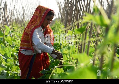 Barpeta, Assam, Inde. 8 décembre 2020. Agriculteur travaillant dans une ferme de concombres, dans le district de Barpeta d'Assam.120 jours de l'ensemencement à la récolte du concombre produisent le plus grand rendement de 80-100 MT de fruits par acre. Crédit : David Talukdar/ZUMA Wire/Alay Live News Banque D'Images