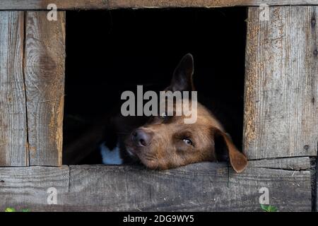 Le chien regarde imposablement la caméra en étant allongé dans la cabine, les animaux Banque D'Images