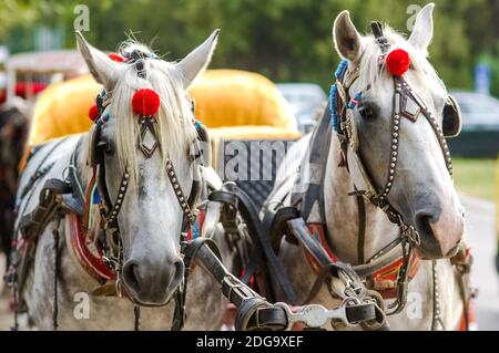 Les chevaux dans le transport Banque D'Images