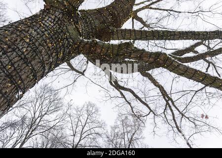 Guirlande de Noël sur le tronc d'arbre à l'extérieur en hiver. Nouvel an d'éclairage dans le parc. Petites lumières festives sur l'arbre. Banque D'Images