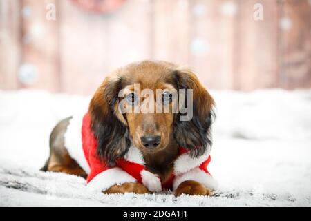 Dachshund miniature portant un coffret de Noël du Père Noël Studio © Clarissa Debenham / Alamy Banque D'Images