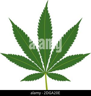 Feuille de cannabis verte isolée sur fond blanc Illustration de Vecteur