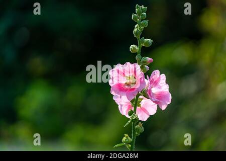 Gros plan belle fleur rose, petite fleur rose fleur ou Hollyhock dans la nature, flou de fond de nature verte. Banque D'Images