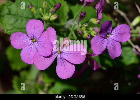 Image macro d'une fleur sauvage bisannuelle appelée Hesperis matronalis, ou Dames Rocket, cultivée sous une brousse de romarin. Banque D'Images