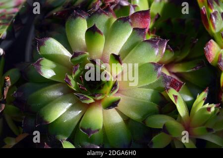 Houseleek Sempervivum Calcareum 'Greenii' plante cultivée dans la maison alpine à RHS Garden Harlow Carr, Harrogate, Yorkshire, Angleterre, Royaume-Uni. Banque D'Images