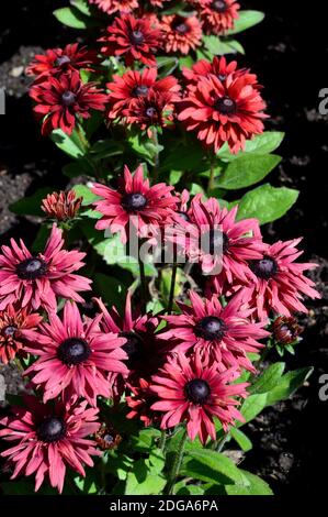 Pink/Red Rudbeckia hirta, 'Sahara' Black-Eyed Susan, Coneflow cultivé en bordure de RHS Garden Harlow Carr, Harrogate, Yorkshire, Angleterre. Banque D'Images