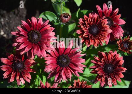 Pink/Red Rudbeckia hirta, 'Sahara' Black-Eyed Susan, Coneflow cultivé en bordure de RHS Garden Harlow Carr, Harrogate, Yorkshire, Angleterre. Banque D'Images