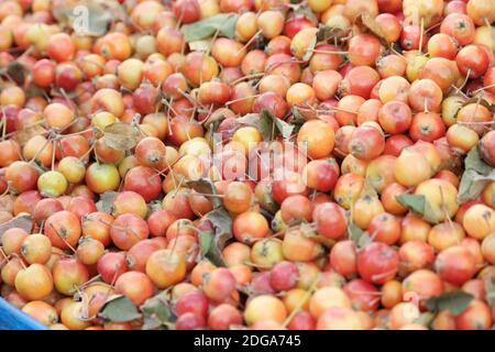 Pile de pommes Paradise gros plan. Banque D'Images