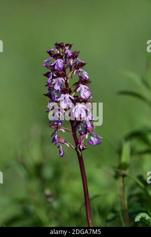 Orchidée sauvage isolée de l'espèce Orchis purpurea, également connue sous le nom d'orchidée de dame, sur un fond vert naturel de la pelouse. Banque D'Images