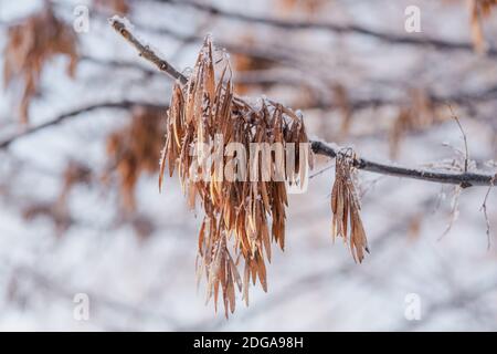 Graines de frêne européen ou Fraxinus excelsior couvertes de neige Banque D'Images