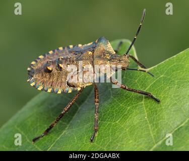 Forêt Shieldbug final instar nymphe (Pentatoma rufipes) reposant sur la feuille de chêne. Tipperary, Irlande Banque D'Images