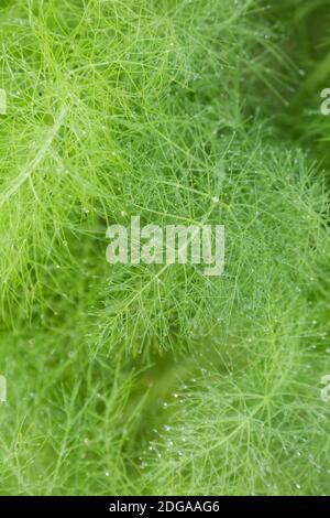 Belles feuilles de fenouil vert de plumes. Arrière-plan abstrait Banque D'Images