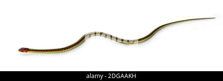 Petite couleuvre mince commune alias Thamnophis sirtalis infernalis, isolée sur fond blanc. Banque D'Images